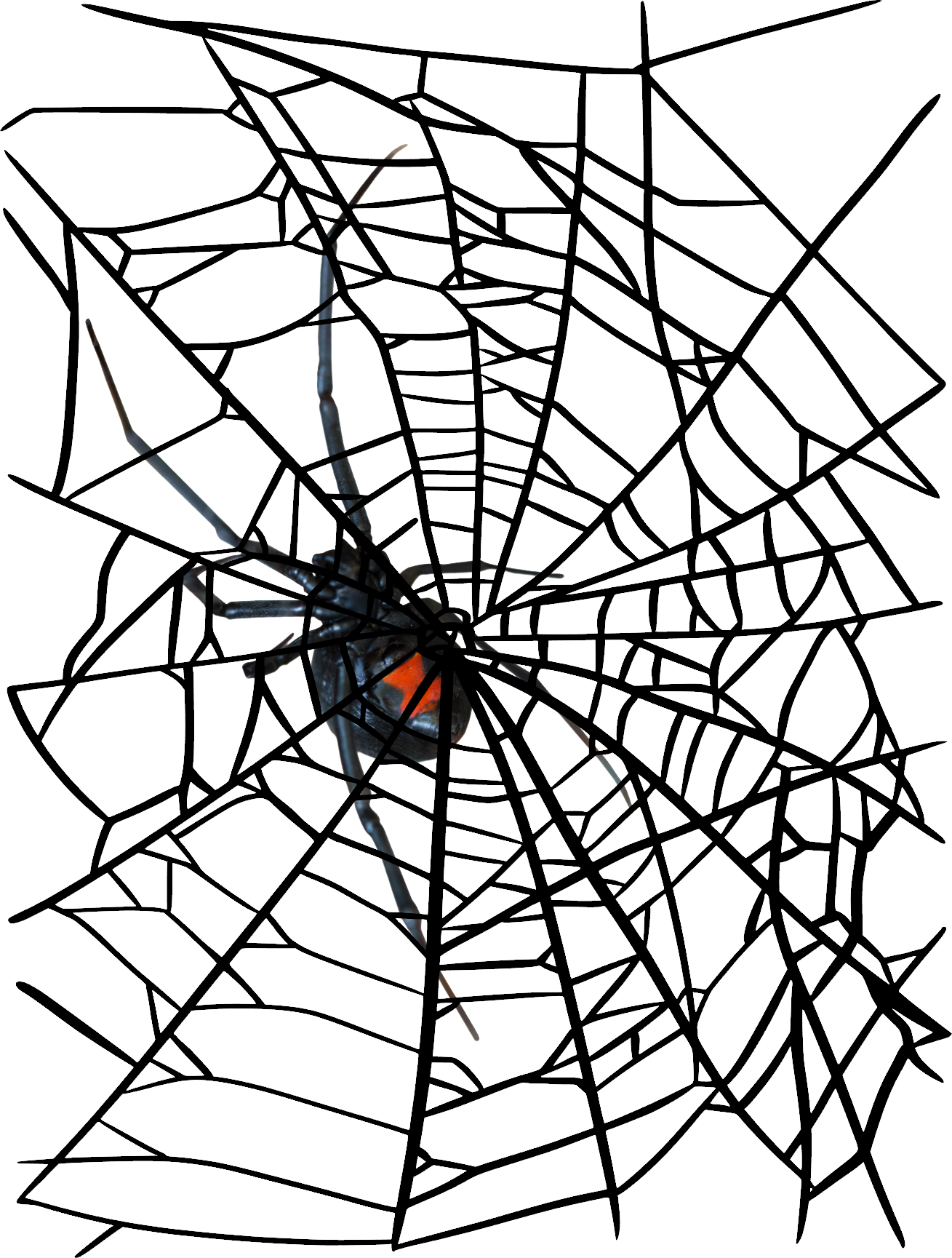 Black Widow Spider on Web