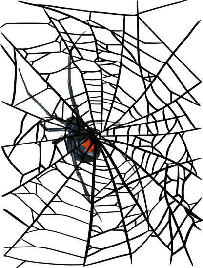 Black Widow Spider on Web